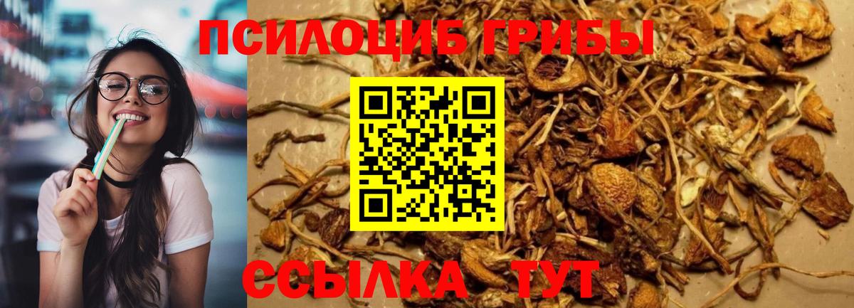 Псилоцибиновые грибы мицелий Карачаевск